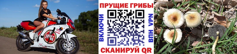 Галлюциногенные грибы прущие грибы  Рошаль 