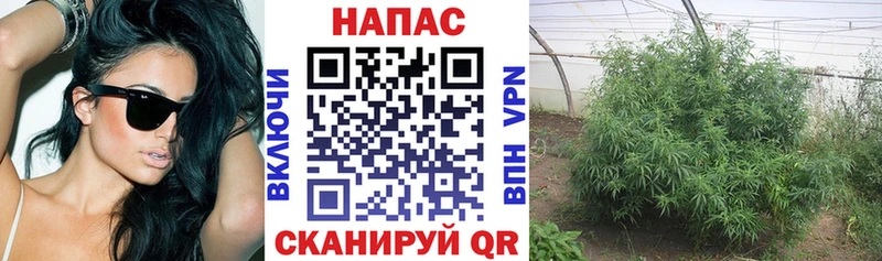 Бошки Шишки SATIVA & INDICA цены Рошаль
